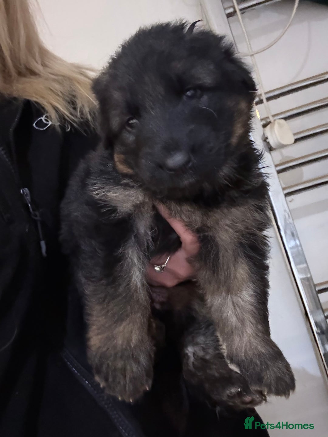 German Shepherd dogs for sale: KC GSD long coat.  Fantastic bloodlines.  - Advert 2