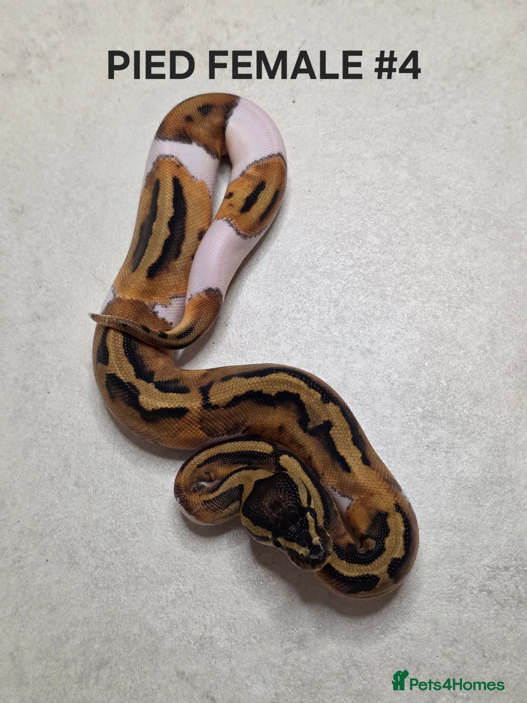 Python Snake reptiles for sale: Juvenile royal pythons ready to go  - Advert 10