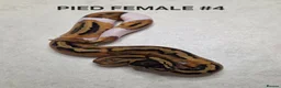 Python Snake reptiles for sale: Juvenile royal pythons ready to go  - Advert 10