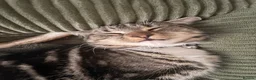 Domestic Shorthair cats for sale: FEMALE CAT *FREE* TO A GOOD HOME - Advert 5