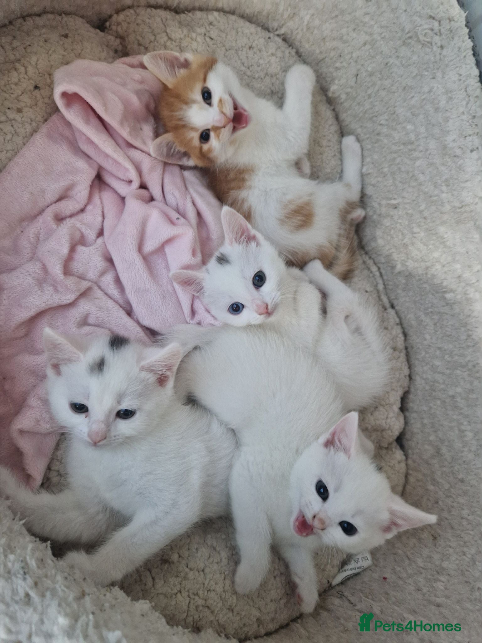 Mixed Breed cats 💥💥💥Siberian cross 💥💥💥 - Advert 2