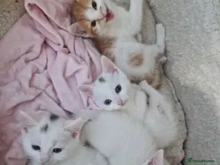 Mixed Breed cats 💥💥💥Siberian cross 💥💥💥 - Advert 2