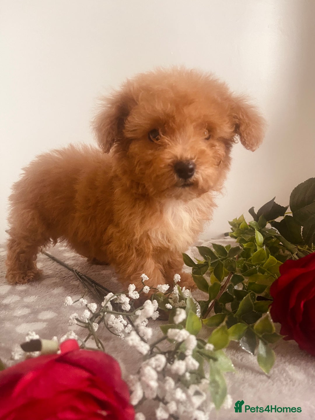 Maltipoo dogs for sale: 🐾 Two F1 Toy Maltipoo Boys Available 🐾 - Advert 13
