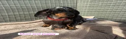 Dachshund dogs for sale: Sausage dog Puppys absolutely adorable in Dereham - Advert 7