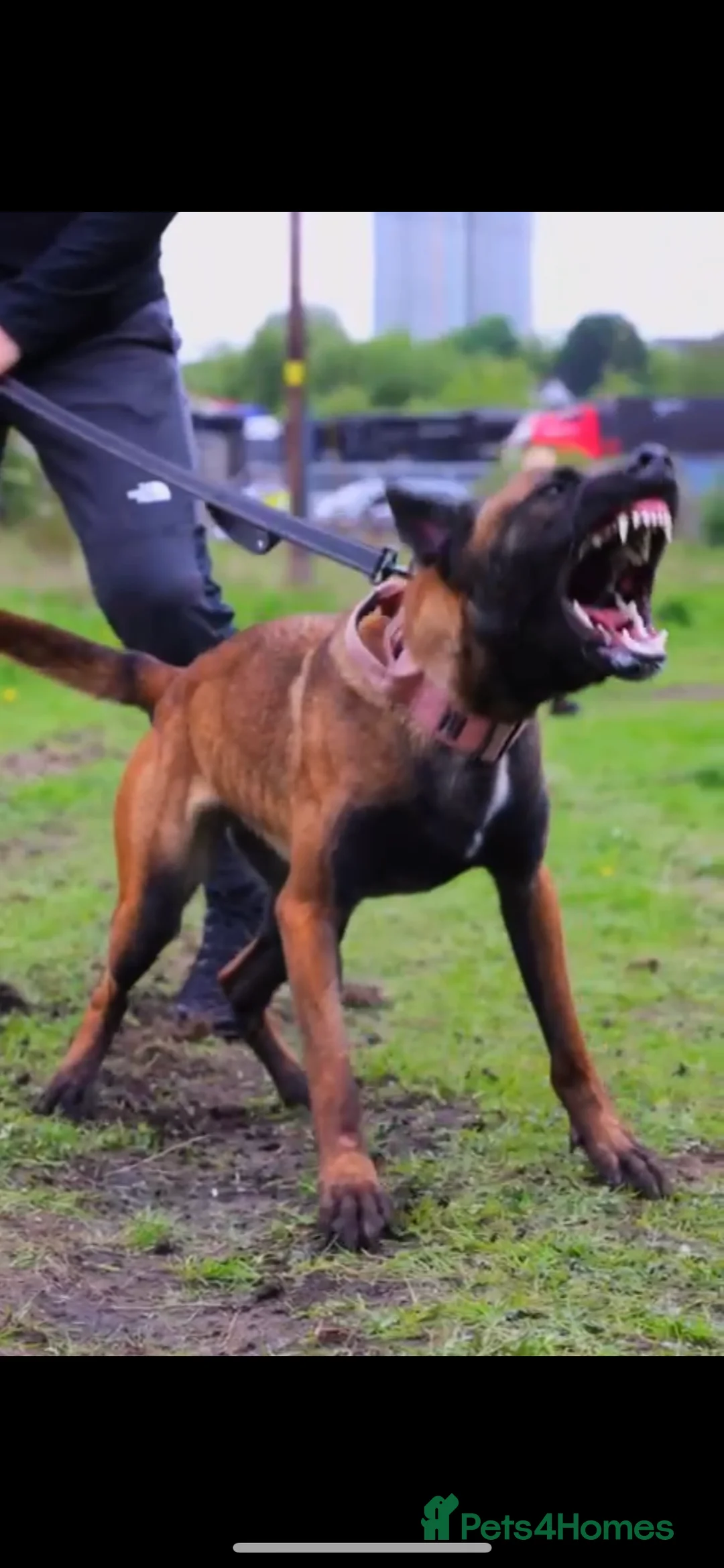 Belgian Shepherd Dog dogs for sale: Belgian Malinois Puppies - Advert 3