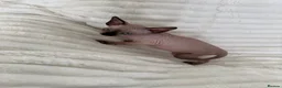 Sphynx cats for sale: Sphynx cannadian kittens ready now  - Advert 10