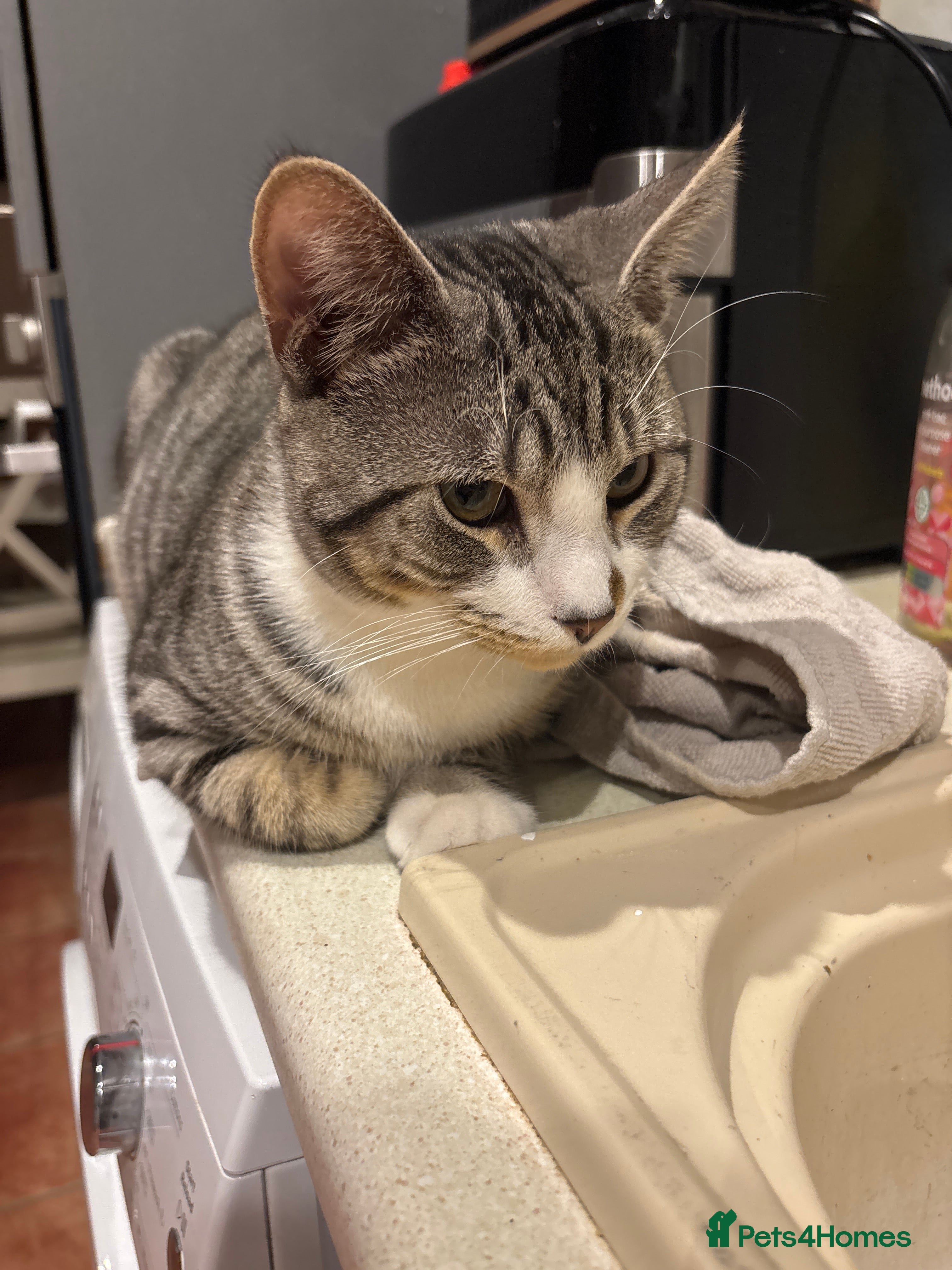 Mixed Breed cats Silver tabby bam - Advert 14