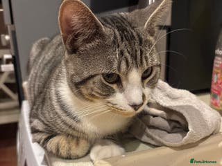 Mixed Breed cats Silver tabby bam - Advert 14