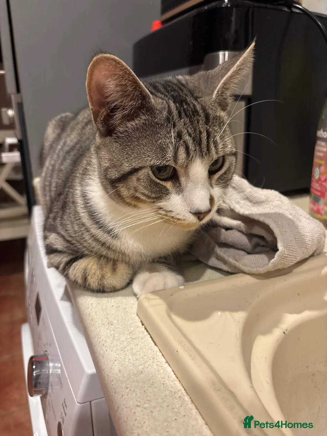 Mixed Breed cats for stud: Silver tabby bam - Advert 1