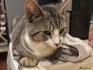 Mixed Breed cats Silver tabby bam - Advert 3