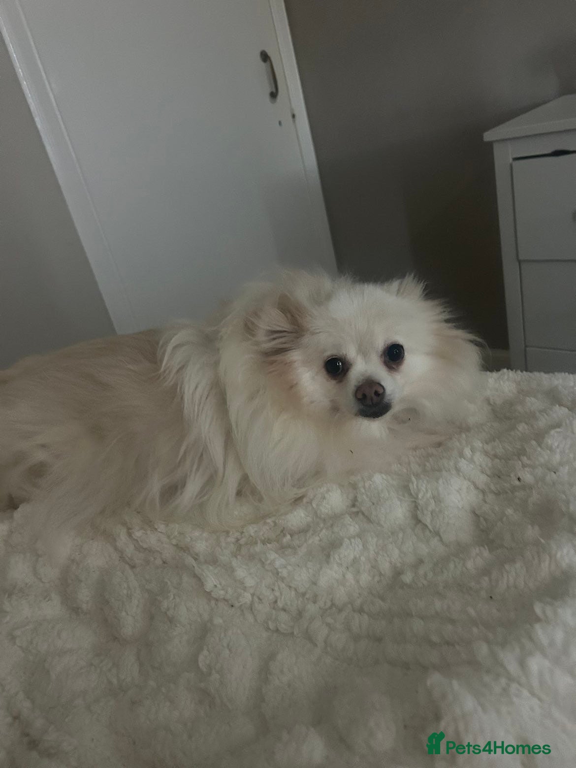 Pomeranian dogs Pomeranian puppies  in Alexandria - Advert 1