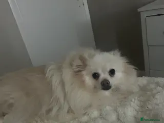 Pomeranian dogs Pomeranian puppies in Alexandria - Advert 1