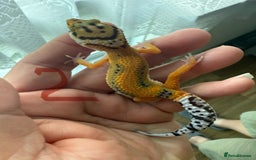 Leopard Gecko reptiles for sale: Baby leopard geckos - Image 2