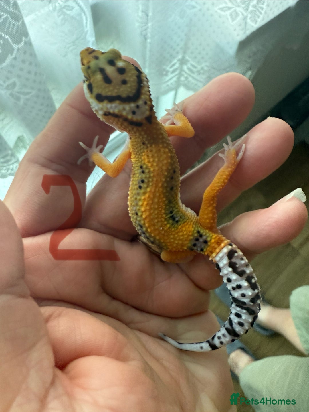 Leopard Gecko reptiles for sale: Baby leopard geckos - Image 2
