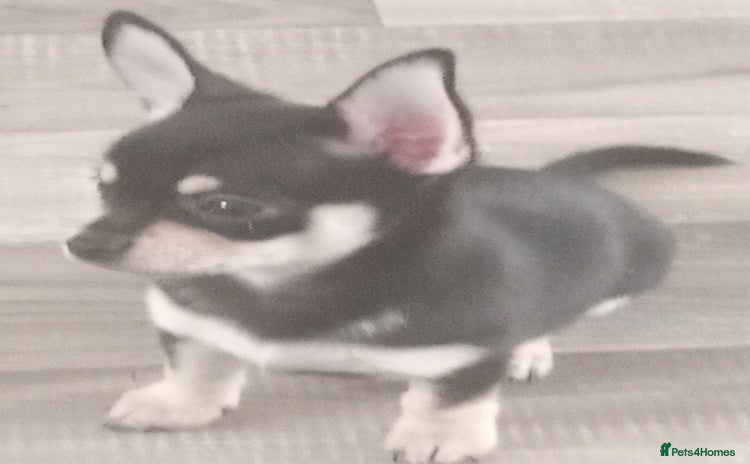 Chihuahua dogs - Advert 1