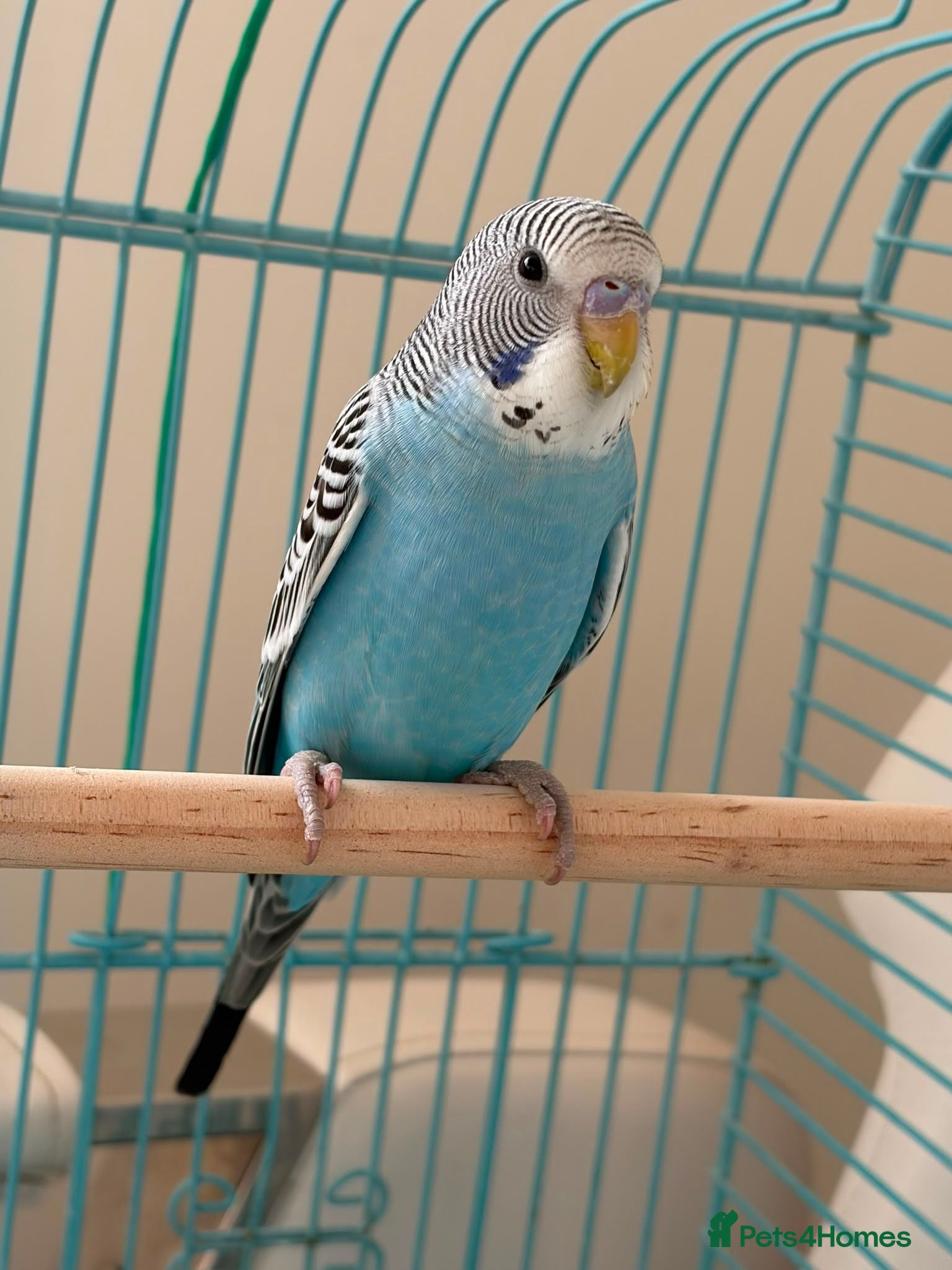 Budgerigars birds Rifki - Advert 6