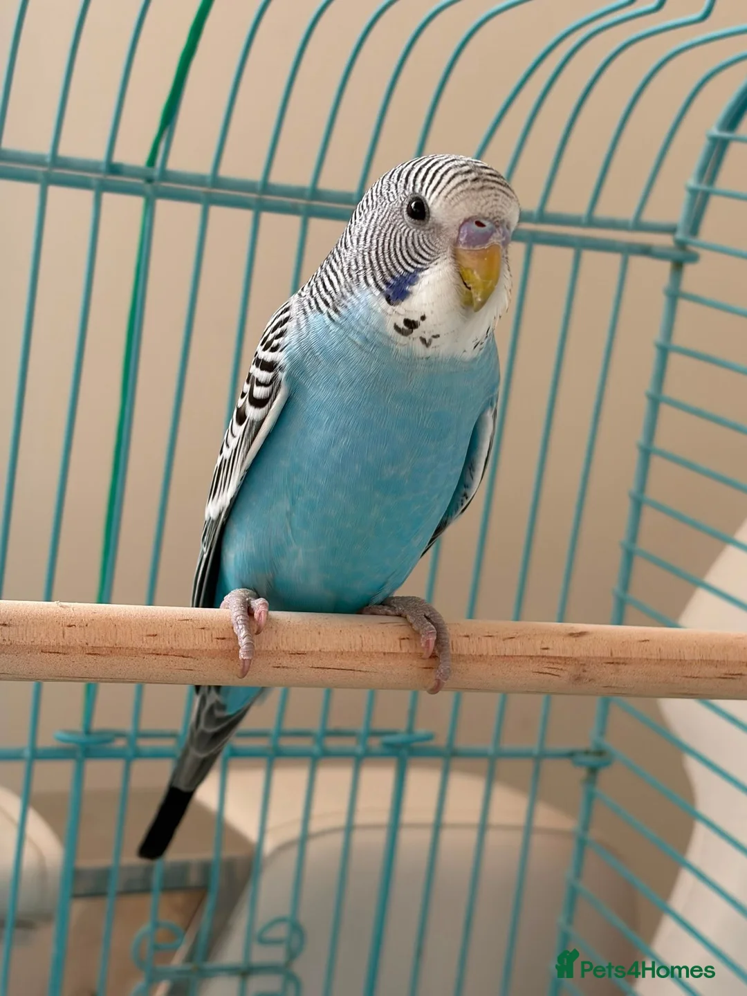 Budgerigars birds for sale: Rifki in St. Neots - Advert 1