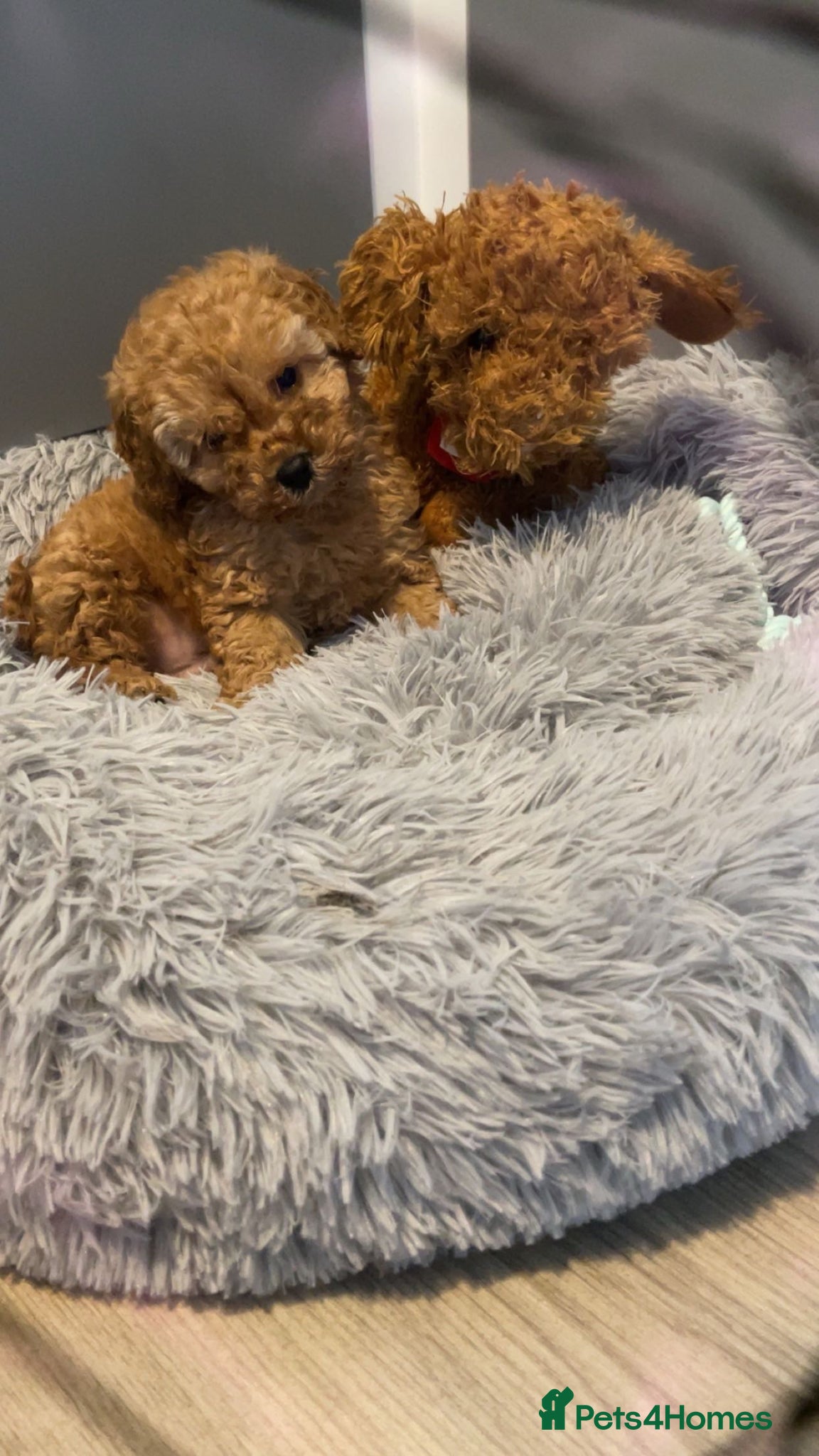 Cockapoo dogs Stunning very small Cockapoo male.  - Advert 3