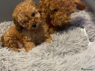 Cockapoo dogs Stunning very small Cockapoo male. - Advert 3