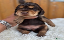 Cocker Spaniel dogs for sale: Show Cocker Spaniel pups KC reg - Image 18