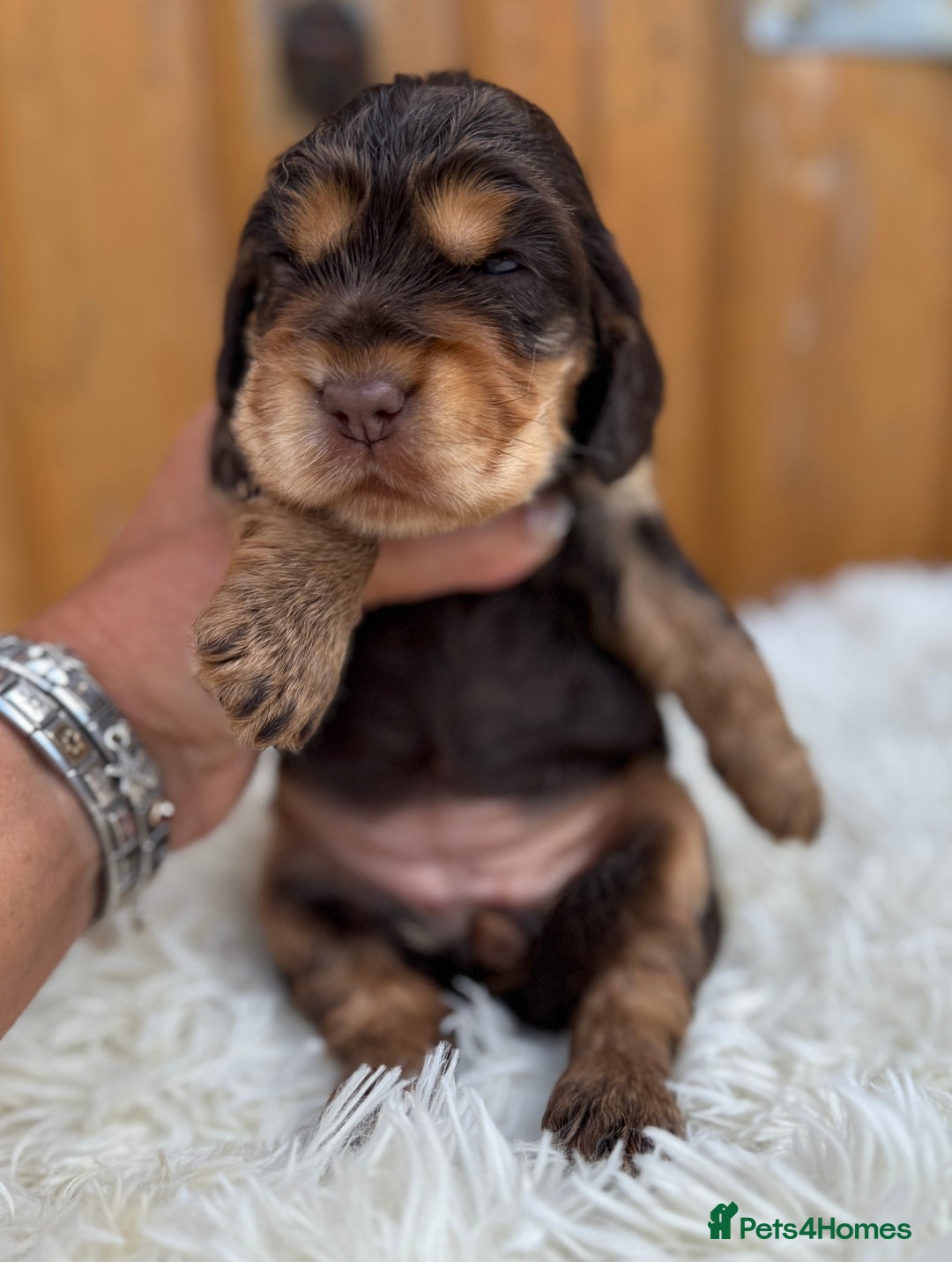 Cocker Spaniel dogs for sale: Show Cocker Spaniel pups KC reg - Image 18
