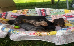 Miniature Dachshund dogs for sale: Miniature dachshund puppies  - Image 3