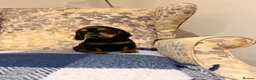 Cocker Spaniel dogs for sale: Fantasticly Bred Health Tested Cockers  - Advert 7
