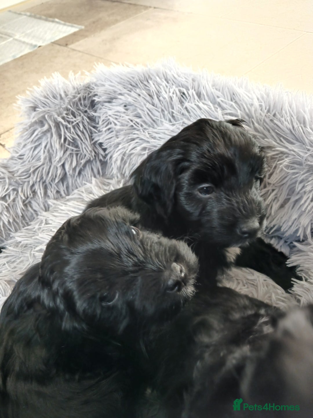 Cockapoo dogs for sale: Toy Cockapoo Puppies Looking for Loving Homes - Advert 8