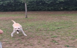 Labrador Retriever dogs for sale: Beautiful lab male - Image 4