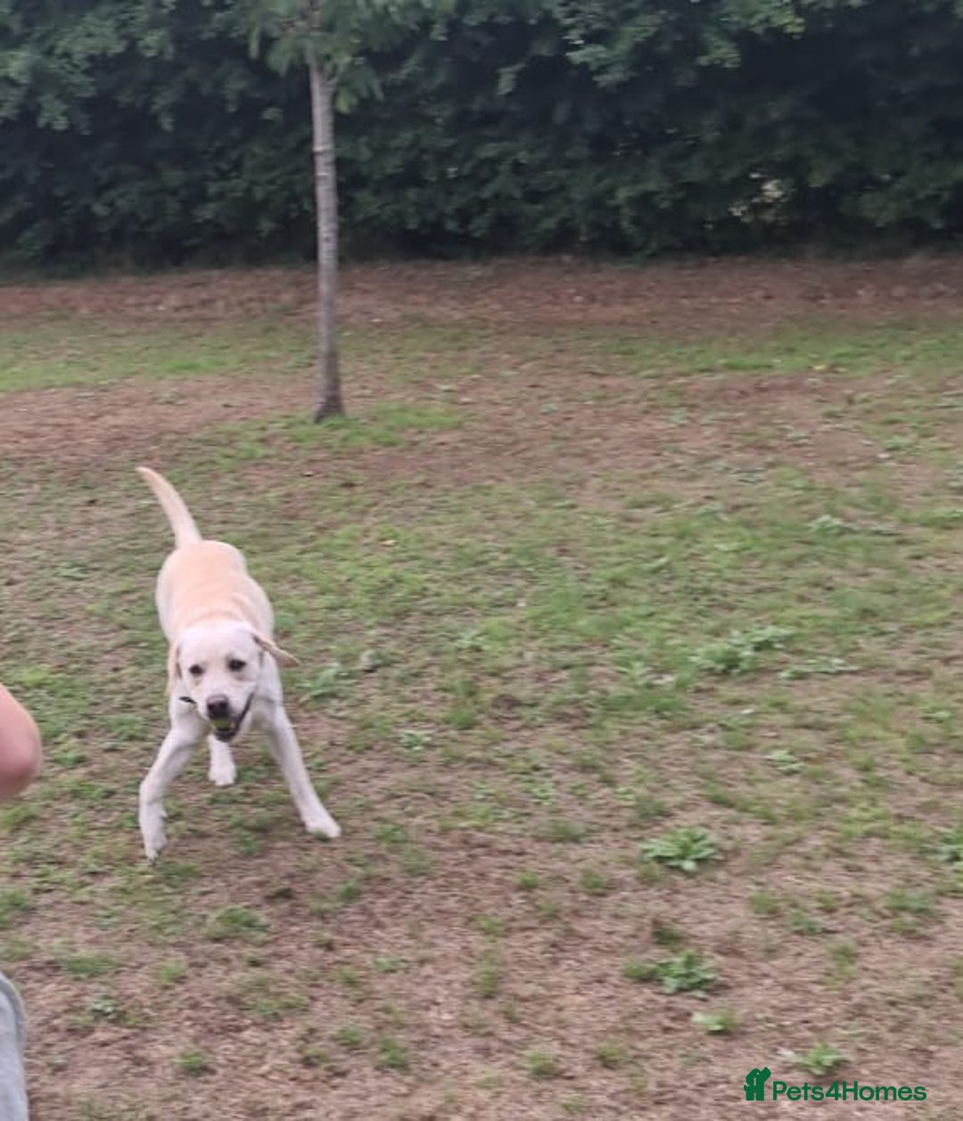 Labrador Retriever dogs for sale: Beautiful lab male - Image 4