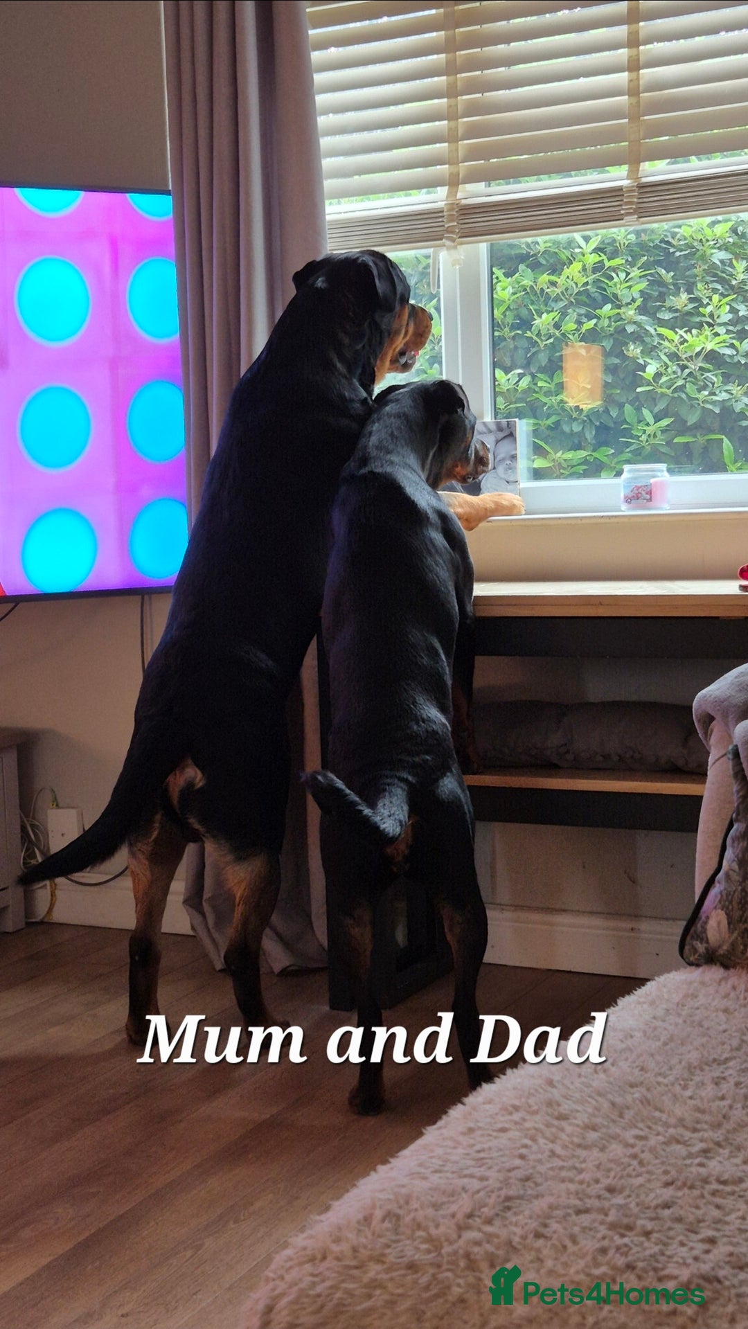Rottweiler dogs for sale: Rottweiler puppies - Image 16