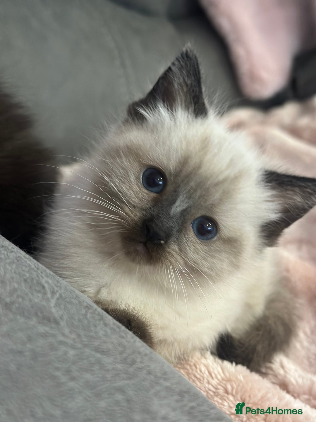 Ragdoll cats for sale: Beautiful female ragdoll baby - Advert 3
