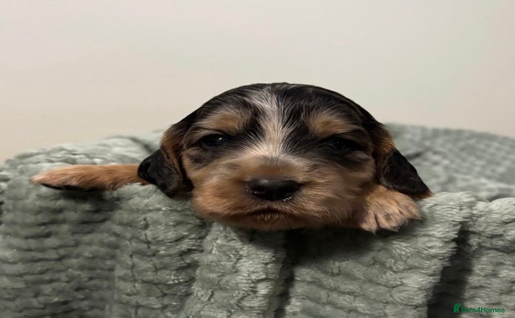 Cocker Spaniel dogs - Advert 4