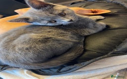 British Shorthair cats for sale: British short hair kittens - Image 2