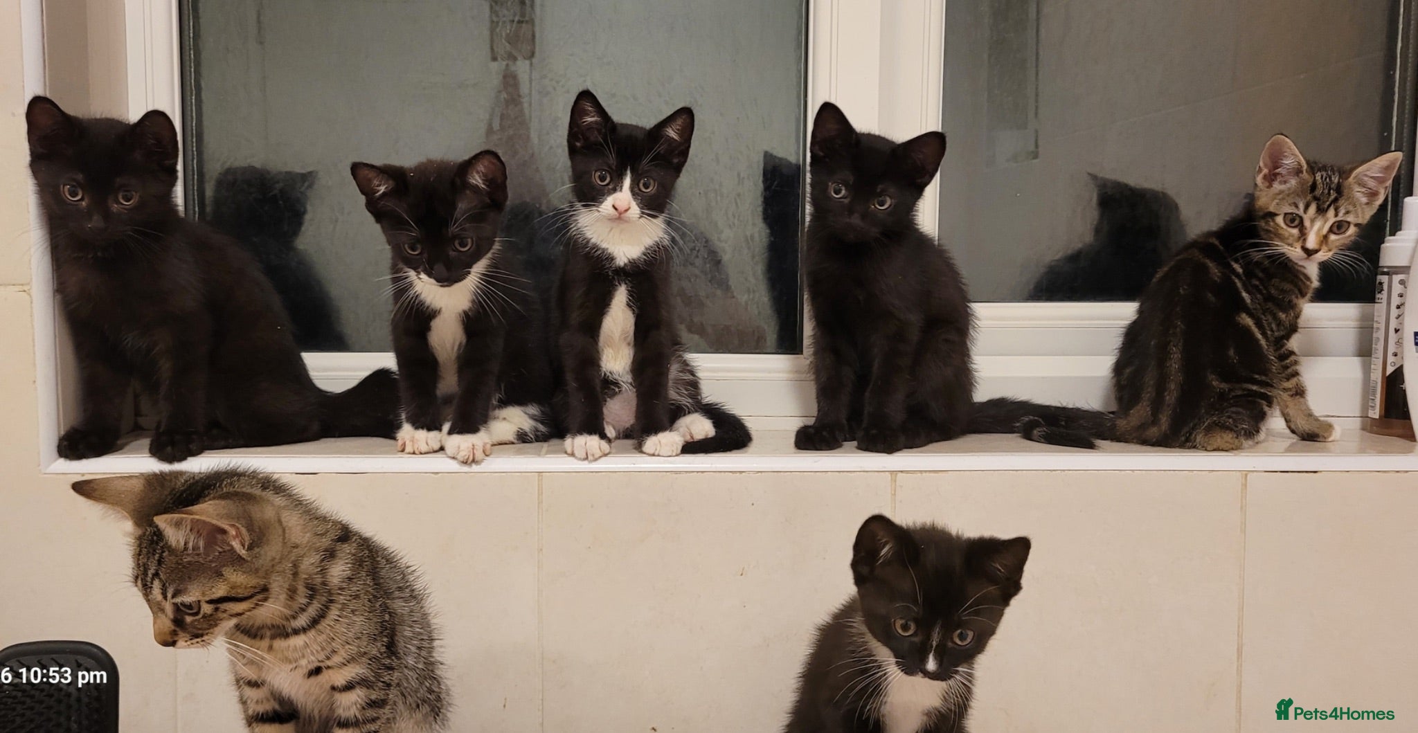 Mixed Breed cats Beautiful Kittens  - Advert 2