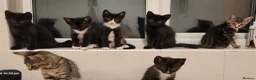 Mixed Breed cats for sale: Beautiful Kittens  - Advert 2