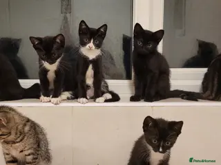 Mixed Breed cats Beautiful Kittens - Advert 2