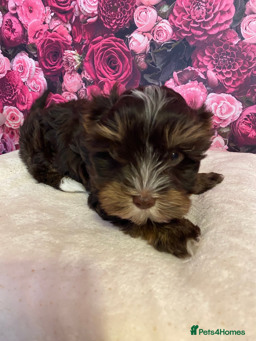 Yorkshire Terrier dogs for stud: Dark chocolate brown small Yorkshire Terrier STUD - Image 2