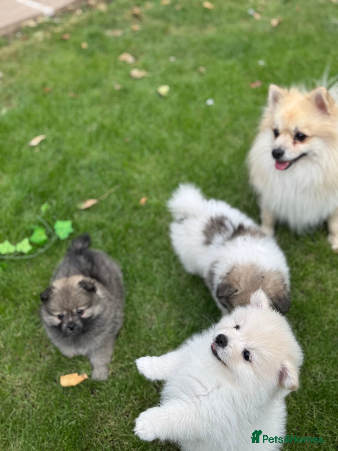 Pomeranian dogs for sale: Pomeranian puppies 🐶  - Image 14
