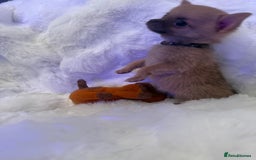 Pomchi dogs for sale: Fluffy Tiny Pomchi Puppies.🥰😍🤗 - Image 11