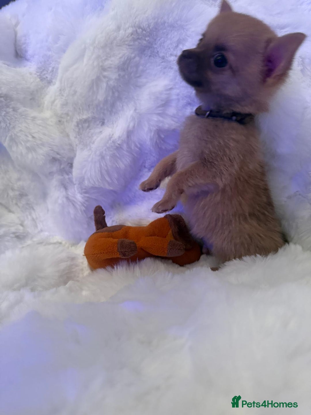 Pomchi dogs for sale: Fluffy Tiny Pomchi Puppies.🥰😍🤗 - Image 11
