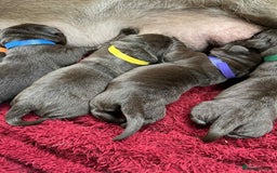 Labrador Retriever dogs for sale: KC SILVER/CHOCOLATE PEDIGREE LABRADOR PUPIES - Image 7