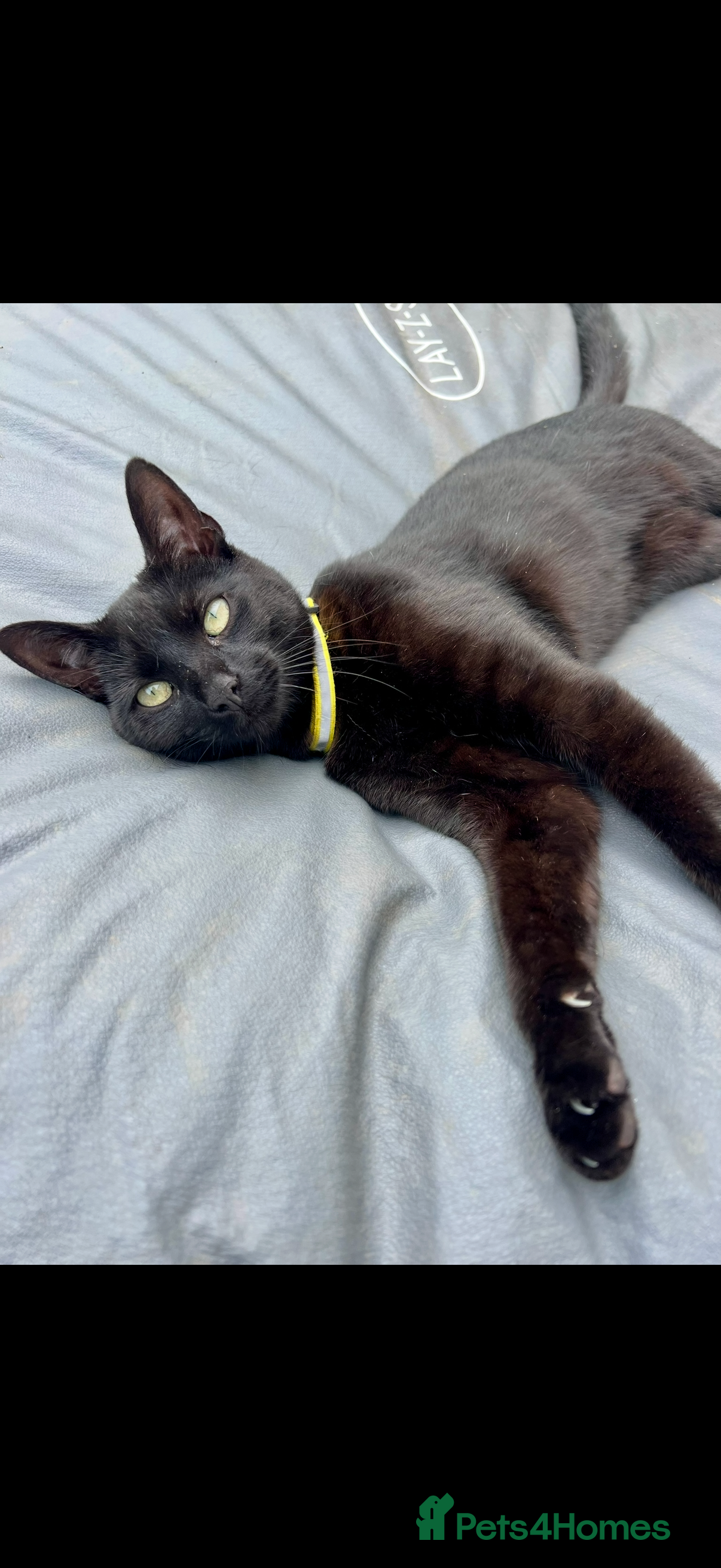 Domestic Shorthair cats Adult male beautiful black cat - Advert 1