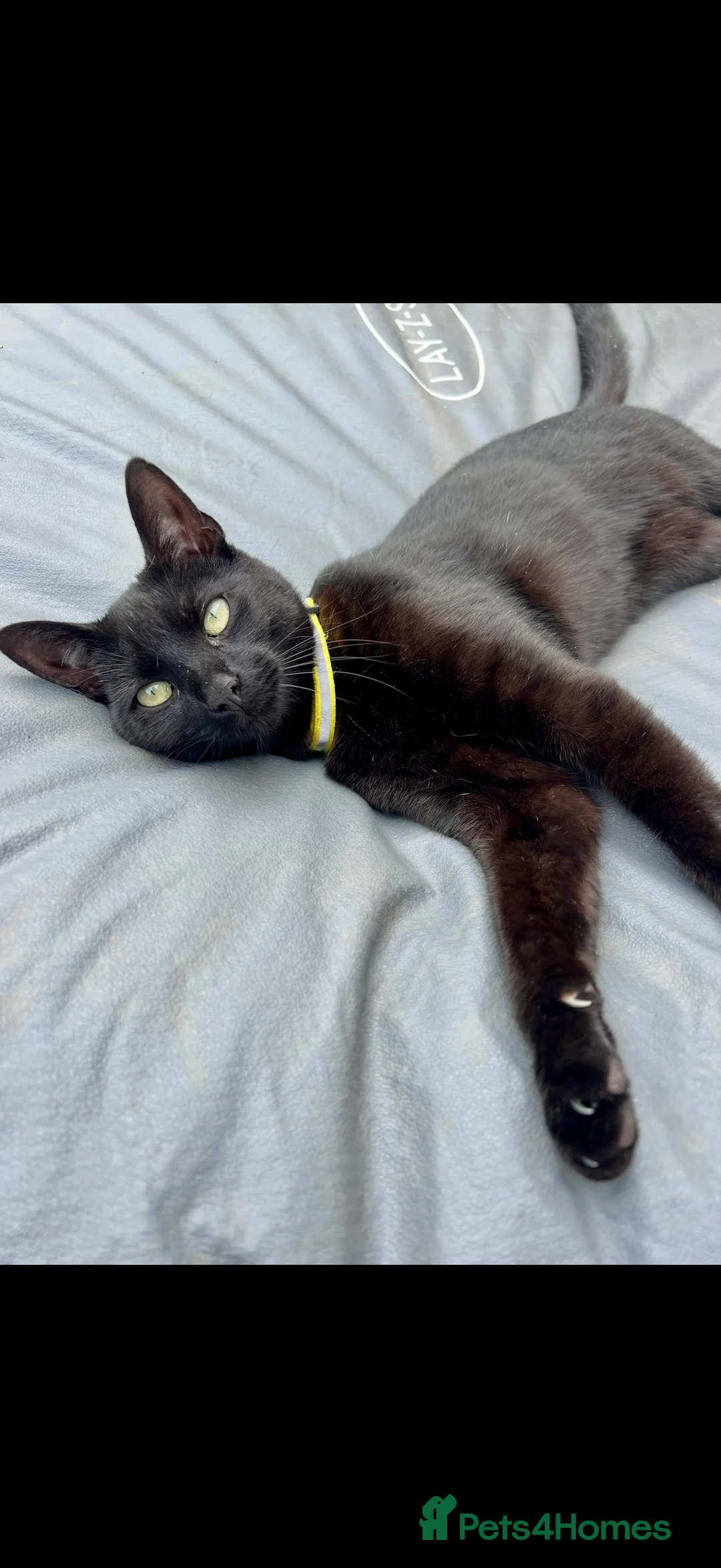 Domestic Shorthair cats for adoption: Adult male beautiful black cat - Advert 1