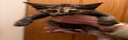 Maine Coon cats for sale: Gorgeous Maine Coon kittens looking for homes - Advert 14
