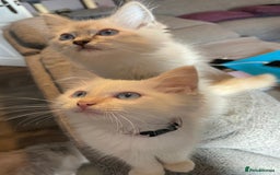 Ragdoll cats for sale: GCCF Beautiful Ragdoll Kittens - Image 8