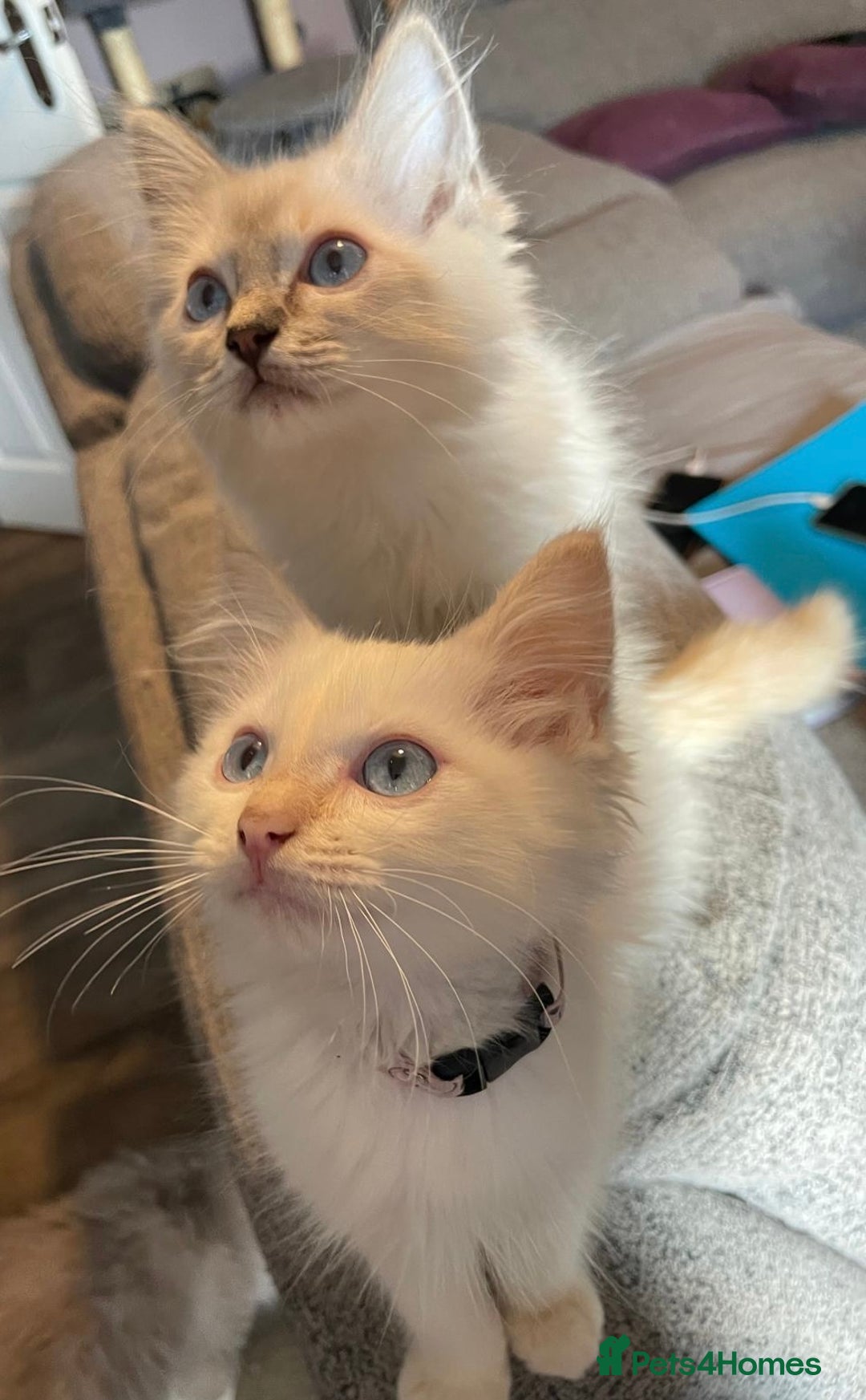 Ragdoll cats for sale: GCCF Beautiful Ragdoll Kittens - Image 8