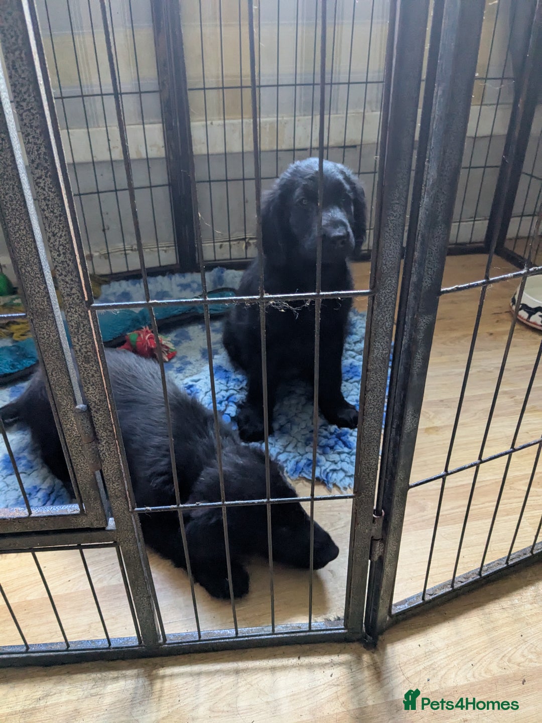Flat coated Retriever dogs for sale: Flatcoated Retriever puppies  - Image 3