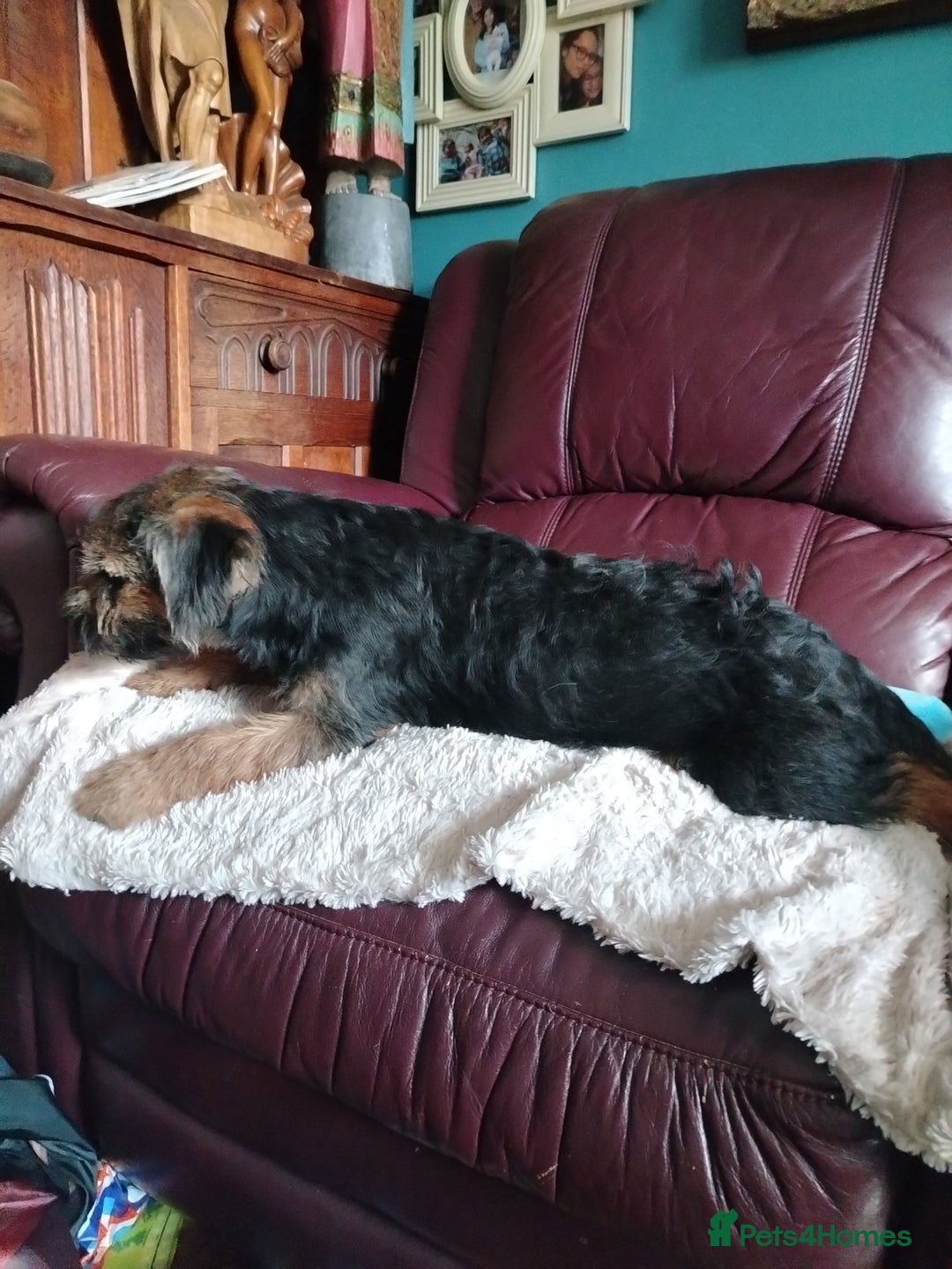 Border Terrier dogs for sale: Border Terrier girls available  - Image 14