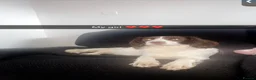 English Springer Spaniel dogs for sale: English springer spaniel boy puppy  in Coventry - Advert 7
